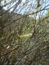 Salix sp. Leaf